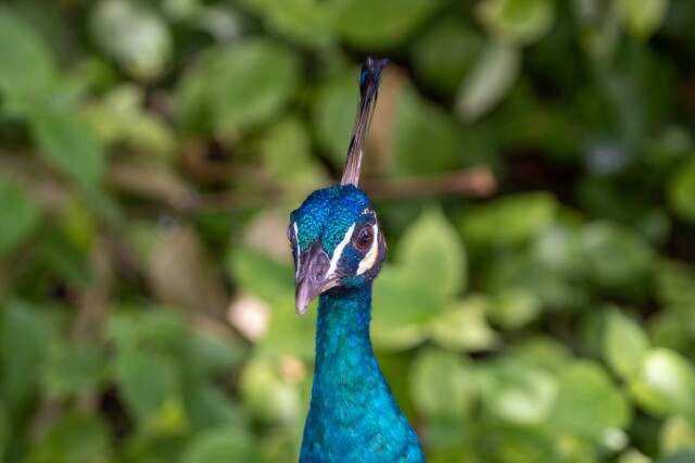 a peacock (from neck up) looking almost straight at the camera, in front of blurry leaves