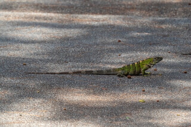 a green and grey striped lizard on pavement