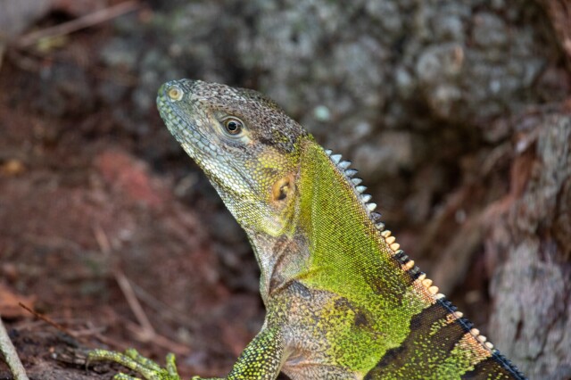 headshot of a green & grey lizard; their back spines aren't as long as a green iguana's, and they don't have the prominent cheek scales