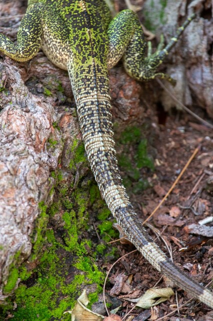 a lizard tail, fading from green & black between their back legs to black & white 

every few rows of tail scales are barbed