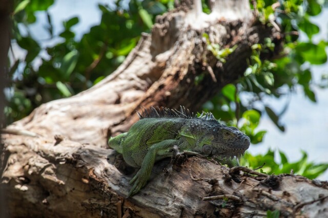 a green iguana lazing at the edge of shade on a horizontal tree trunk