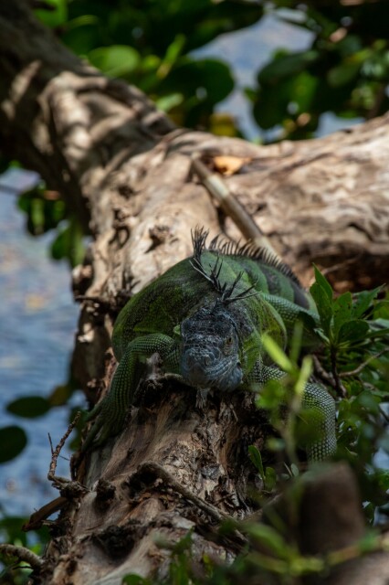 a green iguana at the edge of shade on a tree trunk, looking right at the camera