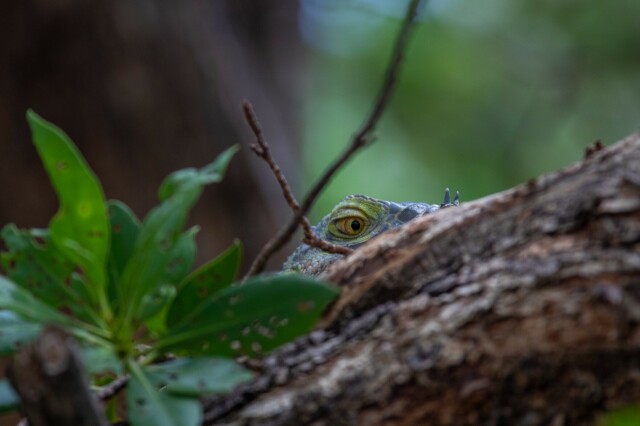 a blurry tree branch and bug-holed leaf obscure an iguana, all but their eye