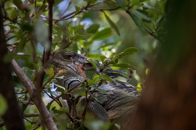 a green iguana looking askance at the camera, concealed by leaves and a branch