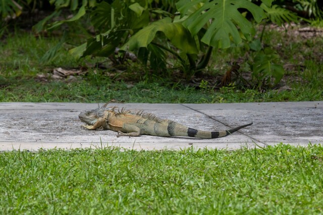 a large green iguana (greyish-green head, tan body, green & black striped tail) on a sidewalk