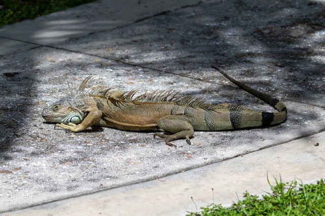 a large green iguana (greyish-green head, tan body, green & black striped tail) on a sidewalk