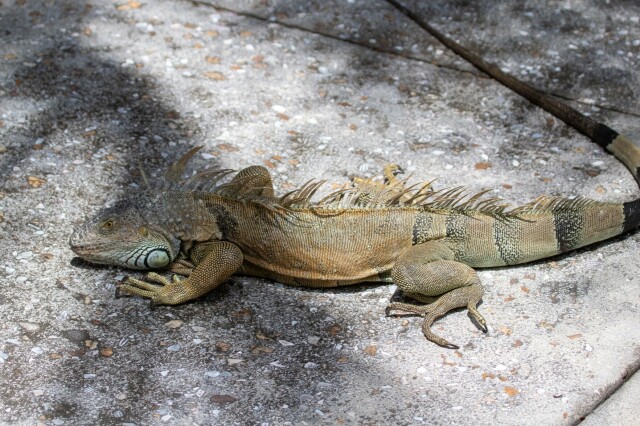 a large green iguana (greyish-green head, tan body, green & black striped tail) on a sidewalk

the camera is visibly looking down at the lizard