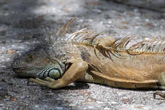 a large green iguana (greyish-green head, tan body), from back legs forward, on a sidewalk with visible multicolored aggregate