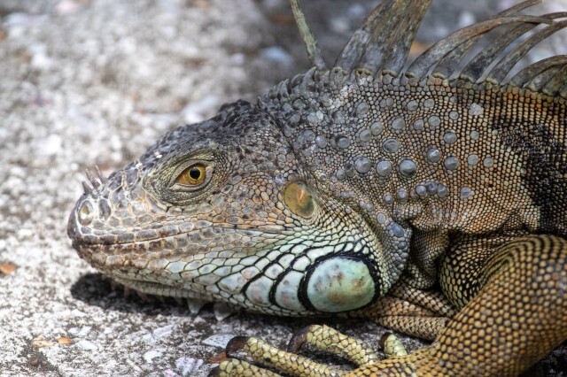 a large green iguana (greyish-green head, tan body), from front legs forward, on a sidewalk with visible multicolored aggregate