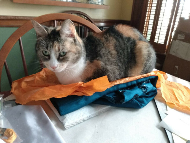A small calico plops herself on top of the just opened envelope and the vintage silk dress with beaded sleeves, and the orange tissue paper that it was wrapped in. Has attitude.

She's on a table next to a chair at the end of the table.

Luckily, I expected this, and put the tissue on top of it before she discovered it. 