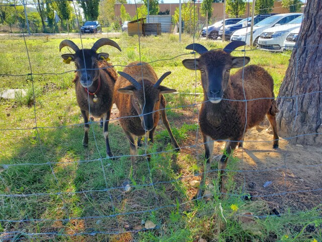 3 moutons de Soay derrière une clôture sans barbelés, sous un arbre au bord d'un pré. Ils sont marrons et ont des cornes entre 15 et 30 cm, et celui avec celles de 30 cm a une clochette au cou.