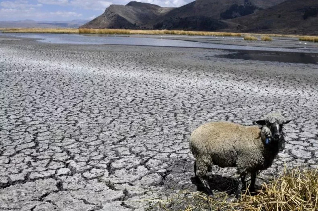 A sheep stands on cracked earth in the Bahia Cohana area of Lake Titicaca in South America, currently ravaged by drought.