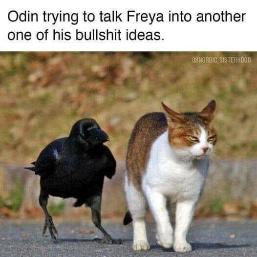 A raven and a brown and white tabby cat are walking down the road together. The cat looks visibly perturbed, ready to kill, while the raven appears to be unconcernedly nattering away at the cat's ear.

Odin trying to talk Freya into another one of his bullshit ideas.