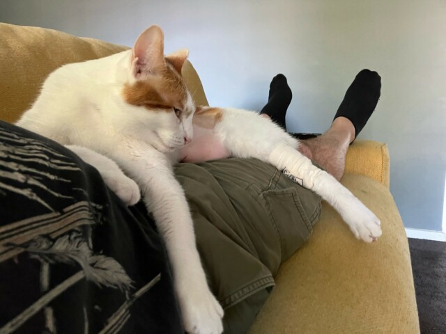 White and ginger cat, draped over a human who is in turn laying on a light mustard coloured couch. 