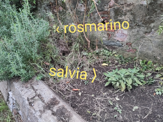 un'aiuola rialzata rasente un muro malmesso. sulla sinistra una pianta di rosmarino circondata da spontanee, sulla destra una piantina di salvia circondata da terra dissodata.