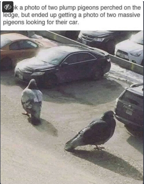 Perspective makes two pigeons look big and searching for their car