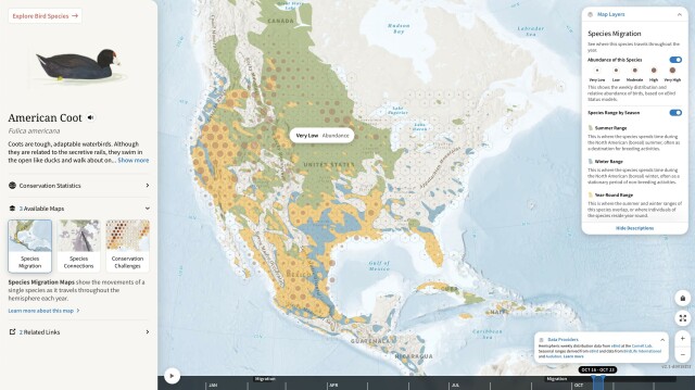 Screenshot of “The Bird Migration Explorer” showing a Map of North Amercia with the summer, winter and year-round range of the American Coot.