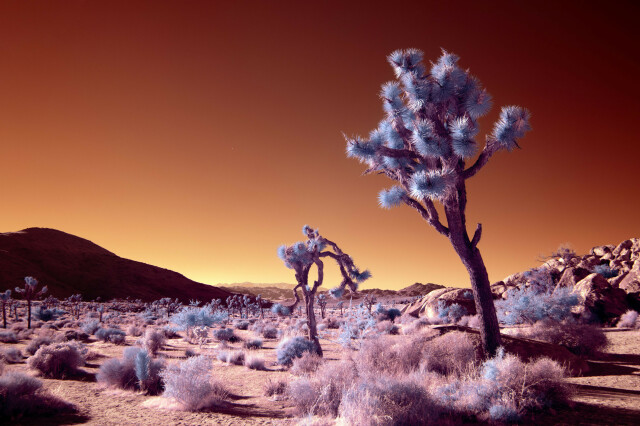 Joshua Trees appearing blue against a dusty yellow and brown landscape