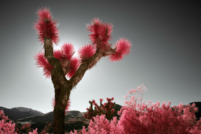 A Joshua Tree with the sun directly behind it, the foliage appearing pink with black and white surroundings