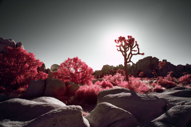 A wide-angle shot of a Joshua Tree and other foliage with the sun directly behind it, large smooth boulders in the foreground with heavy shadows