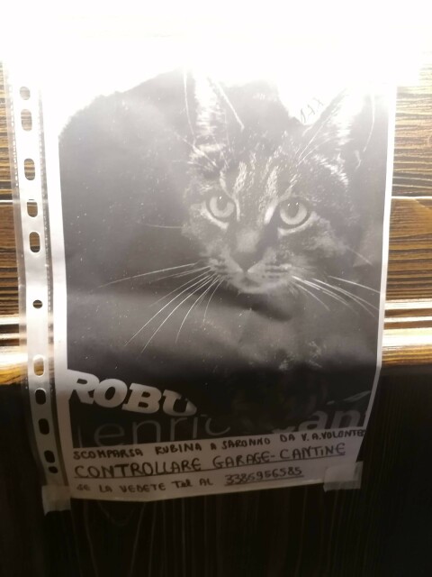 Foto in bianco e nero di Rubina, gatta apparentemente tigrata scomparsa da Saronno in via Volonterio, e la scritta "Controllare garage e cantine. Se la vedete telefonare al 3386956585"