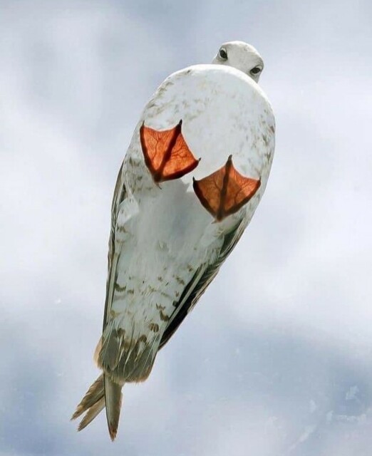 Photography. A color photo of a seagull on a glass roof, taken from below. You can only see the bird from below in the photo. The bright orange-yellow feet and body are particularly easy to recognize. The seagull has probably spotted the photographer, as its small black eyes are looking directly into the camera.