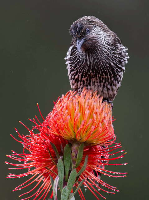 A little wattlebird, a brown bird with spiky white feather highlights, sits on a spiky neon-orange leucospermum or related flower.