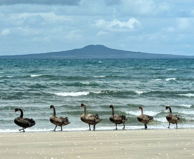 Black Swans of New Zealand.
All the babies lined up with volcanic Rangitoto Island in the background, while mum wanders along behind them with Auckland city in the beyond