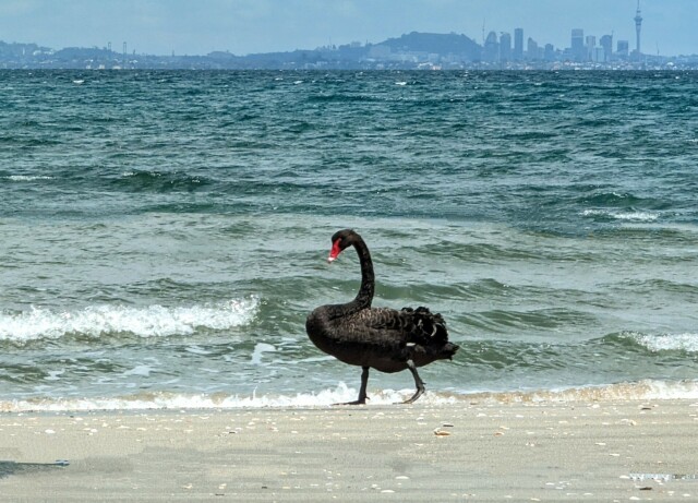 Black Swans of New Zealand.
All the babies lined up with volcanic Rangitoto Island in the background, while mum wanders along behind them with Auckland city in the beyond