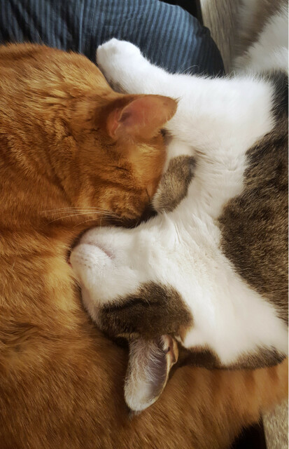 A closely cropped photo of two cats extremely snuggled together. They are the underside of chin to the underside of chin, their little faces tucked into the neck ruffs of the other. A ginger cat has his face more hidden in the fluff, the white and brown tabby cat has enough of his face visible that his kitty expression of contentment and relaxation looks very cute. The whole of the photo has just the suggestion of a striped skirt and the edges of the desk the tabby is only partially resting on. If it was just slightly more closely cropped, it would be just an abstraction of cat cuddles with nothing but fur and naps in the photo.