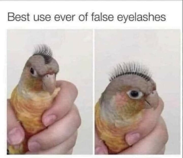 Text: Best use ever if false eyelashes

Picture of a false eyelash glued to the top of the head of a parrot, giving it the appearance of having a mohawk