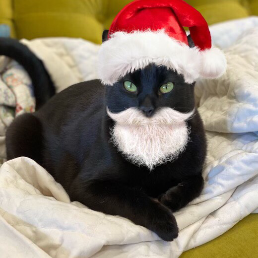 Cat with Santa hat and beard 