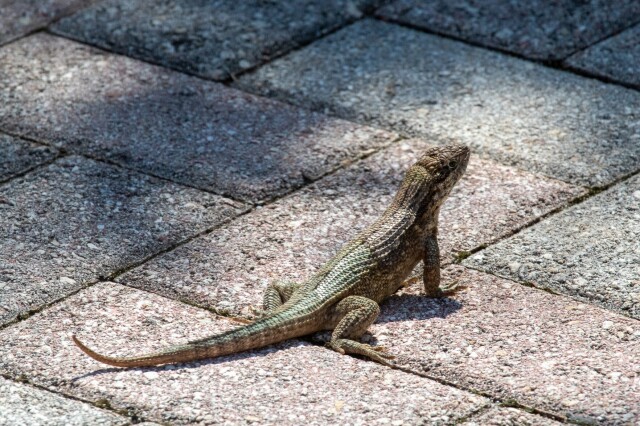 a brown curly-tailed lizard on brick pavers