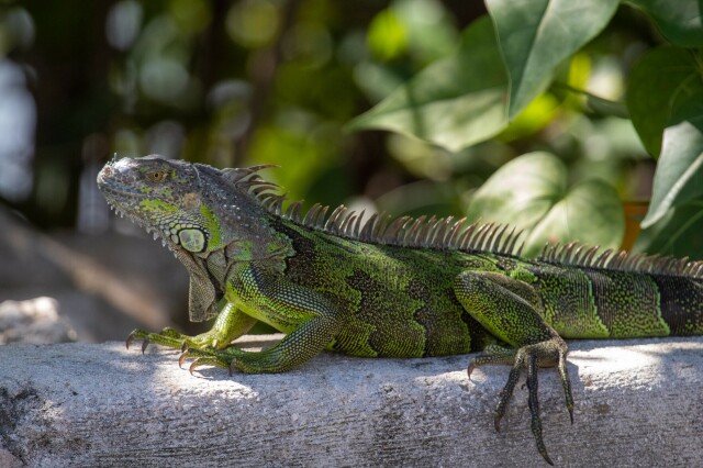 a green and grey green iguana on a curb, under leaves