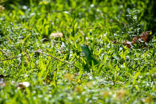 a small green iguana in grass near some scraggly dead leaves