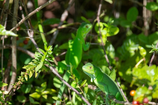 two young green iguanas in a bush