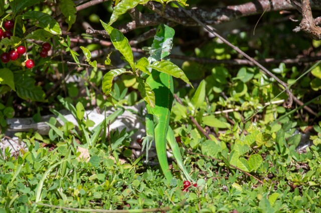 a small green iguana climbing up a plant, near red berries

there's some loose dry white skin around the iguana's head and neck