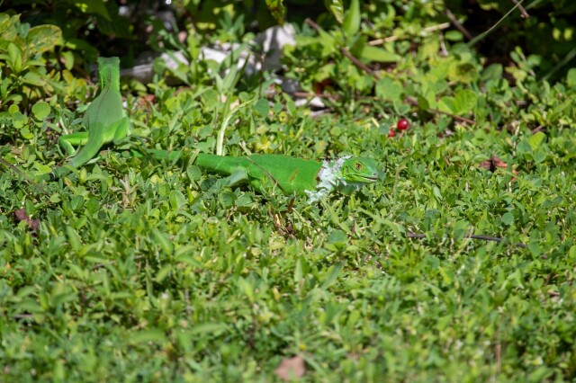 two green iguanas in grass near a plant, the one mid-frame has scraggly loose white skin around their neck