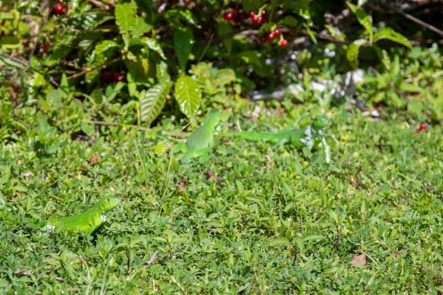 three tiny green iguanas near a psychotria nervosa plant, with red berries

one of the iguanas has some loose white scraggly skin near their back legs and neck, and another around their neck