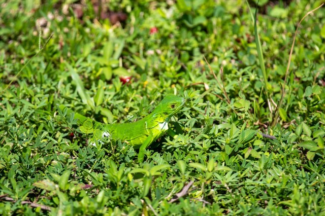 a tiny green iguana in grass, with white skin on their neck and back legs