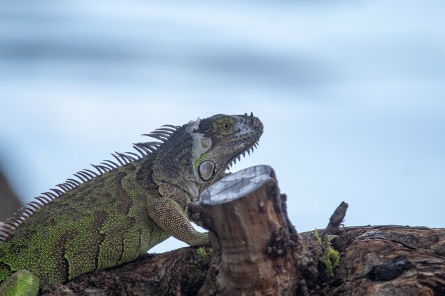 a grey-colored green iguana on a tree branch, in front of water

they've got some loose skin on the back of their head