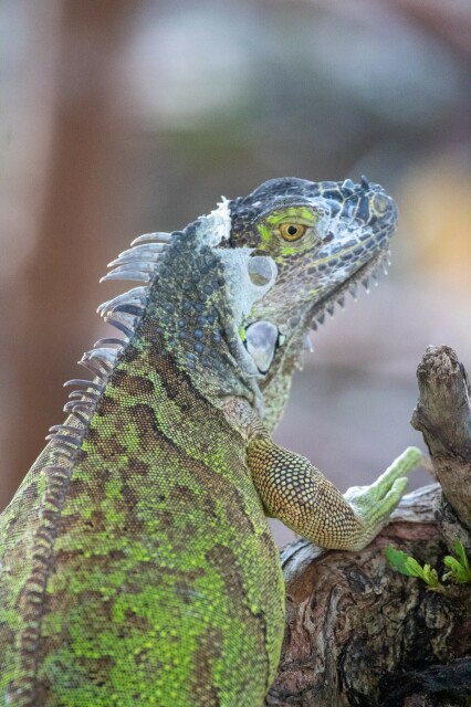 a grey-colored green iguana facing away from the camera, climbing a branch

they've got some loose skin on the back of their head