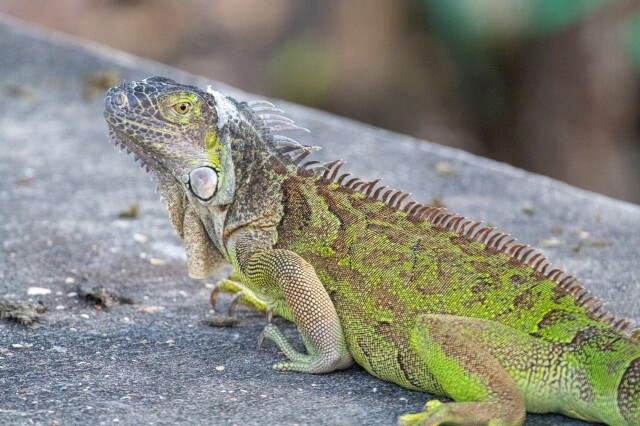 a grey-colored green iguana on concrete

they've got some loose skin on the back of their head