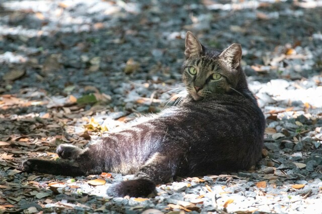 a dark brown tabby cat amongst leaves and pebbles, they're staring at the camera with slitted eyes