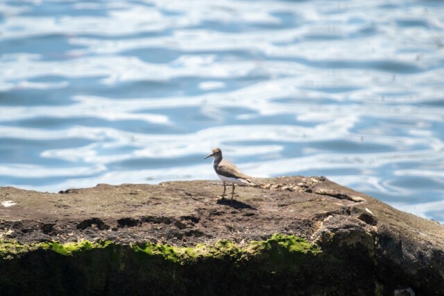 a little bird on a concrete slab near water

the slab has algae on it, as if it spends a lot of time submerged