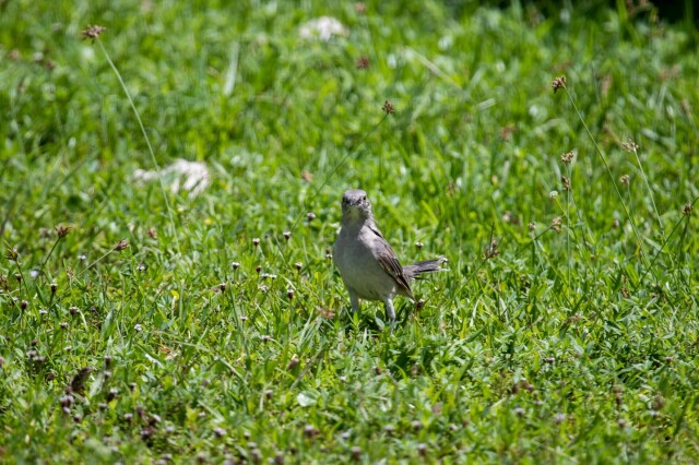 a mockingbird on grass, looking directly at the camera