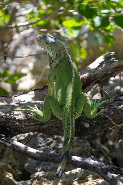 looking down, almost from above, on a green iguana in a tree