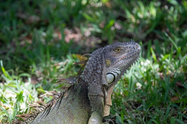 a grey-colored green iguana on grass, from shoulders up