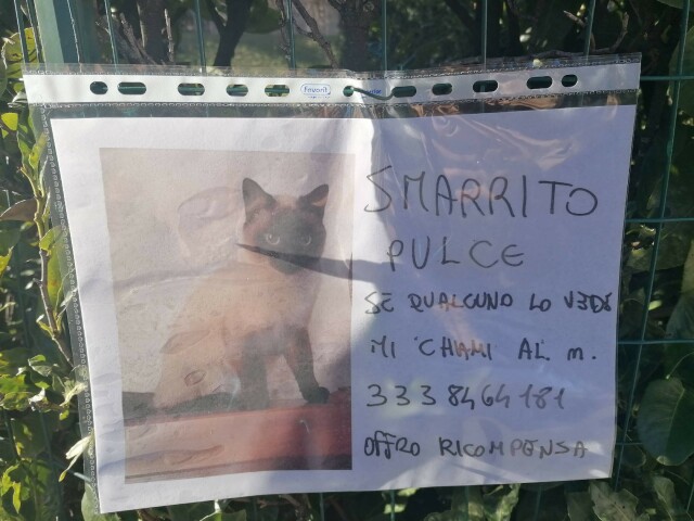 Cartello con foto di un gatto siamese e la scritta "Smarrito Pulce se qualcuno lo vede mi chiami al n. 3338464181 offro ricompensa"