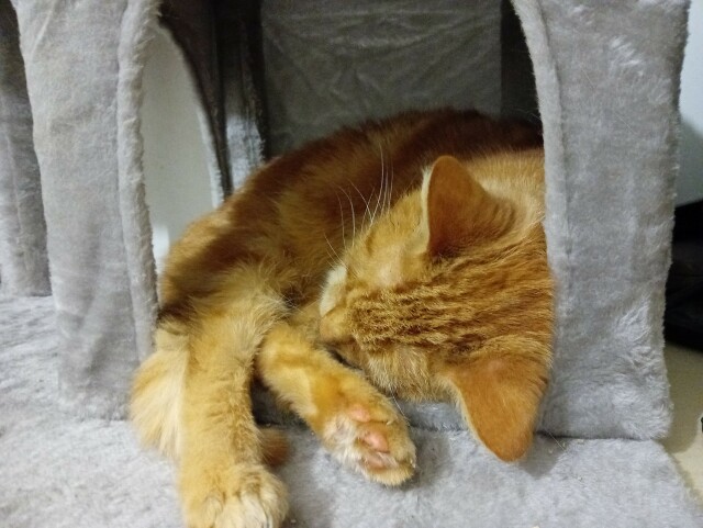 A ginger cat curled up in the house part of a cat tree. All his feet and tail are sticking out of the entrance. He looks truly content and sleepy.